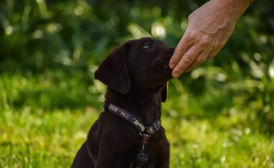 Cocco al cane - Si può dare? Guida completa per non sbagliare