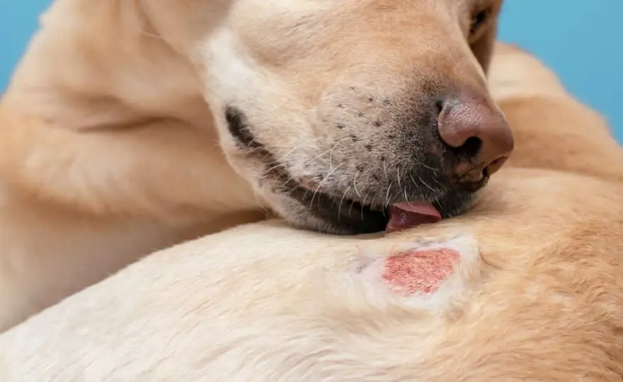 Pelle irritata del cane - Cosa fare e quando andare dal veterinario