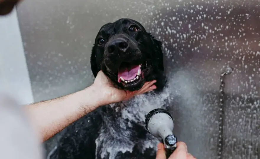 Bagno al cane - L'orario migliore per lavarlo e asciugarlo