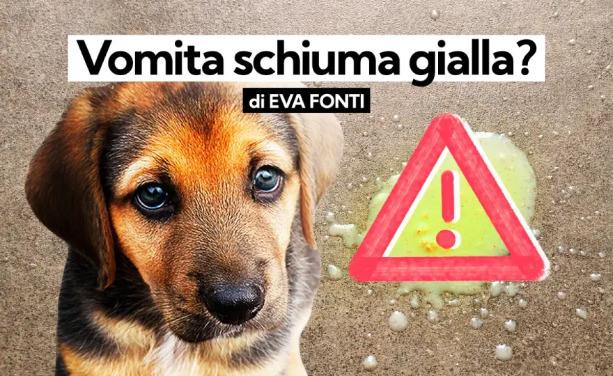 Cane vomita giallo - Cause, quando preoccuparsi e cosa fare