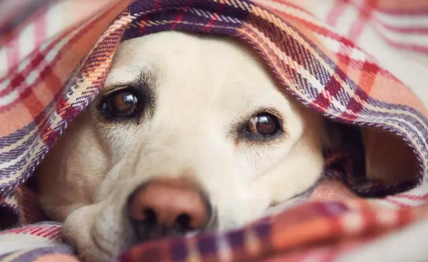 Orecchie fredde cane - Quando preoccuparsi? Guida completa