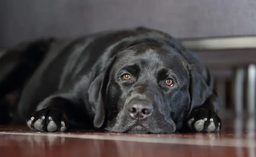 Cane depresso? Segnali da riconoscere e cosa fare