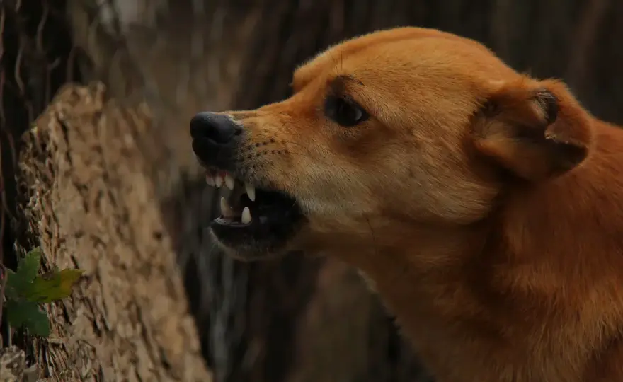 Rabbia nel cane - Come riconoscerla e agire subito
