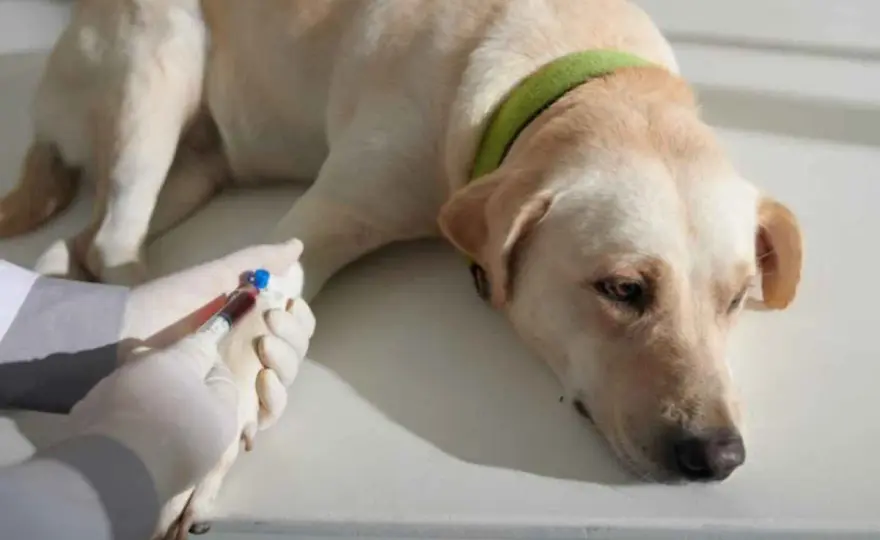 Fosfatasi alcalina alta nel cane - Guida completa