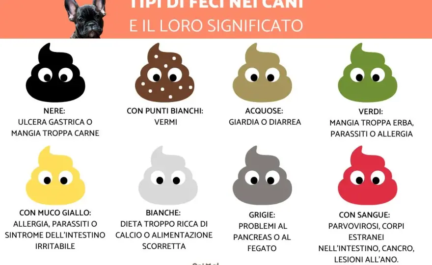 Cane con diarrea - Quando preoccuparsi e cosa fare?