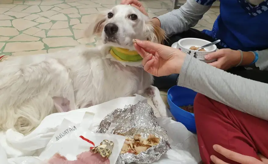 Cane non mangia? Capisci perché e cosa fare subito.