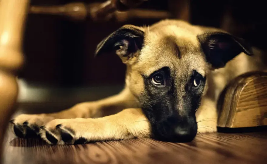 Cane con problemi renali non beve - Cosa fare subito?