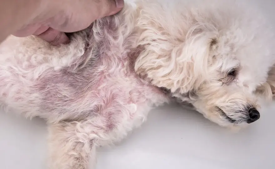 Dermatite da Acari nel Cane - Guida Completa per Cura e Prevenzione