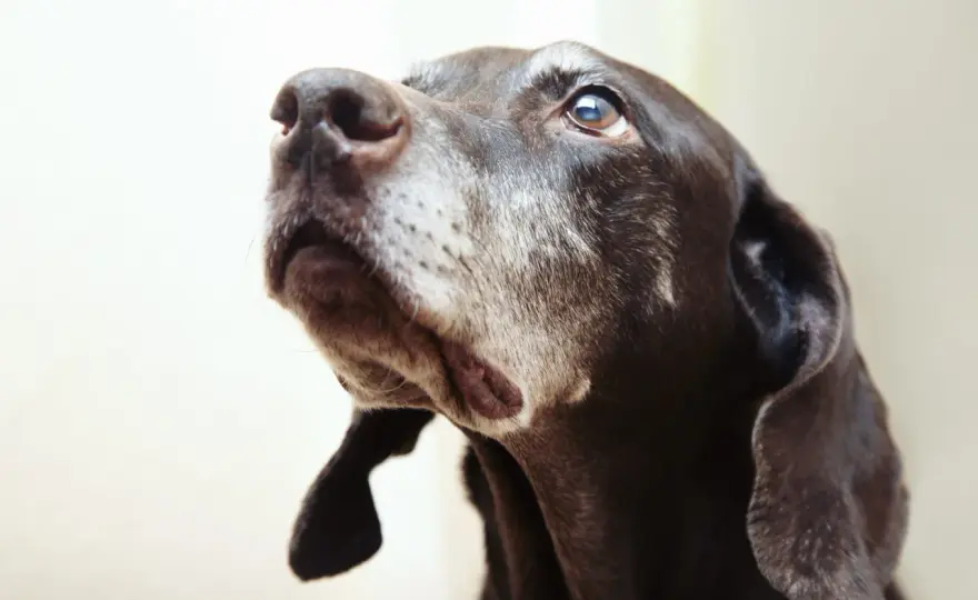 Vasculite nel cane - Riconosci i segnali e agisci subito