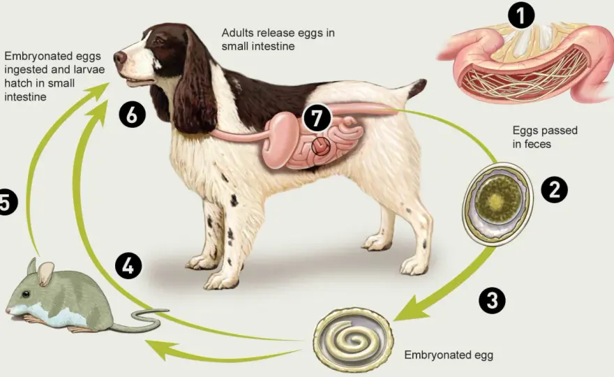 Parassiti intestinali cuccioli: sintomi, diagnosi e sverminazione