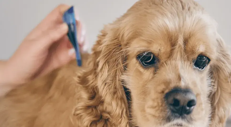 Erlichiosi nel cane - Guida completa per proteggere il tuo amico