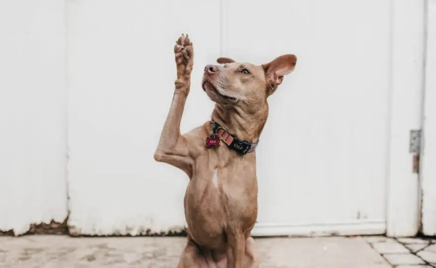 Callo gomito cane - Come riconoscerlo e cosa fare davvero