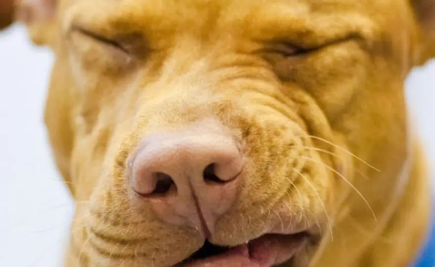 Naso che cola nel cane - Quando preoccuparsi e cosa fare?