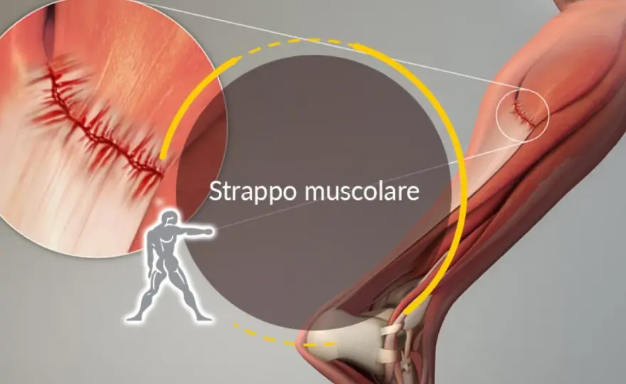 Strappo muscolare cane - Sintomi, cosa fare e prevenzione