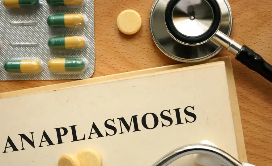Anaplasmosi cane - Sintomi, cura e prevenzione efficace