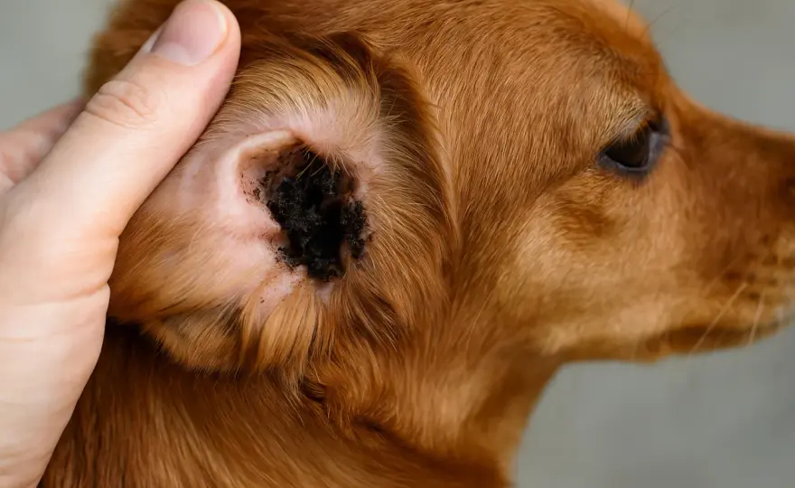 Necrosi orecchio cane - Cause, cure e cosa fare subito