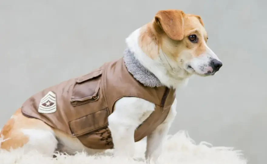 Freddo per il cane - Quando usarlo e quando no?