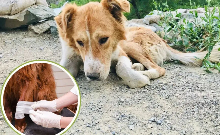 Cane ferito - Cosa fare subito per salvarlo?