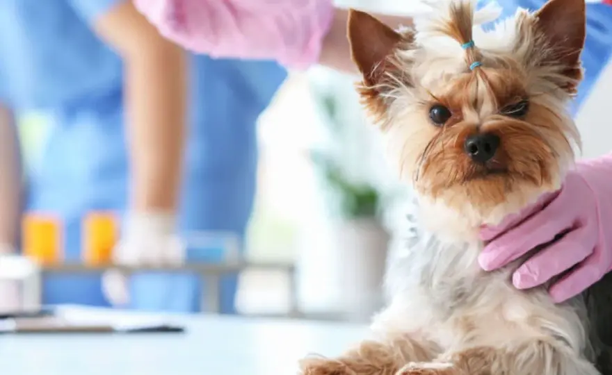 Cushing nel cane - La prognosi è buona? Scopri cosa conta davvero