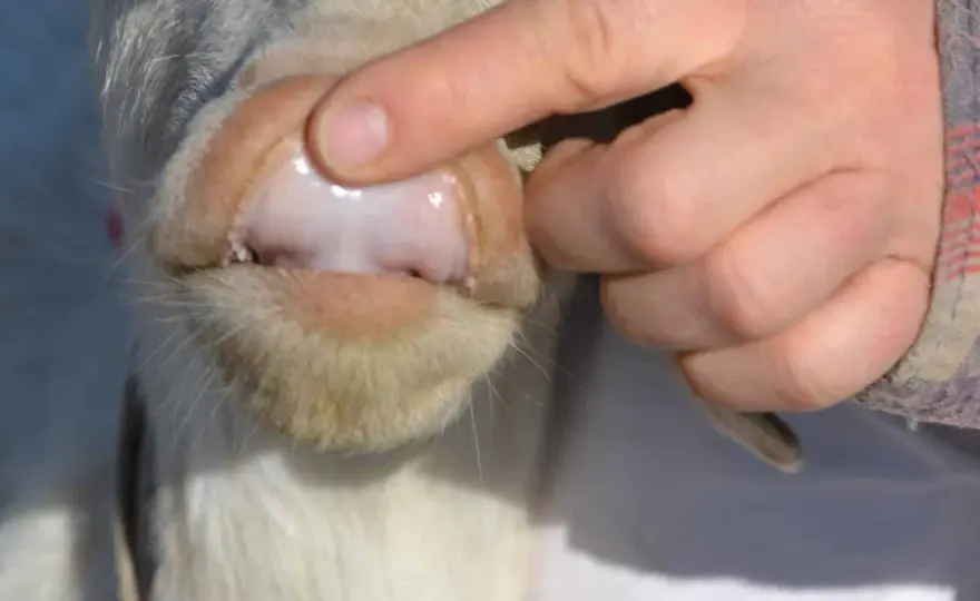 Cane anemico - Sintomi, cause e cure efficaci