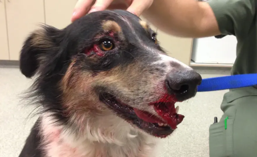 Trauma colonna cane - sintomi, urgenze e recupero mobilità