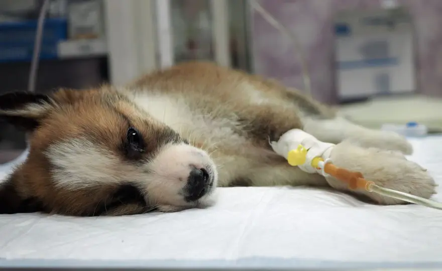 Parvovirosi cane - Sintomi, cura e prevenzione efficace