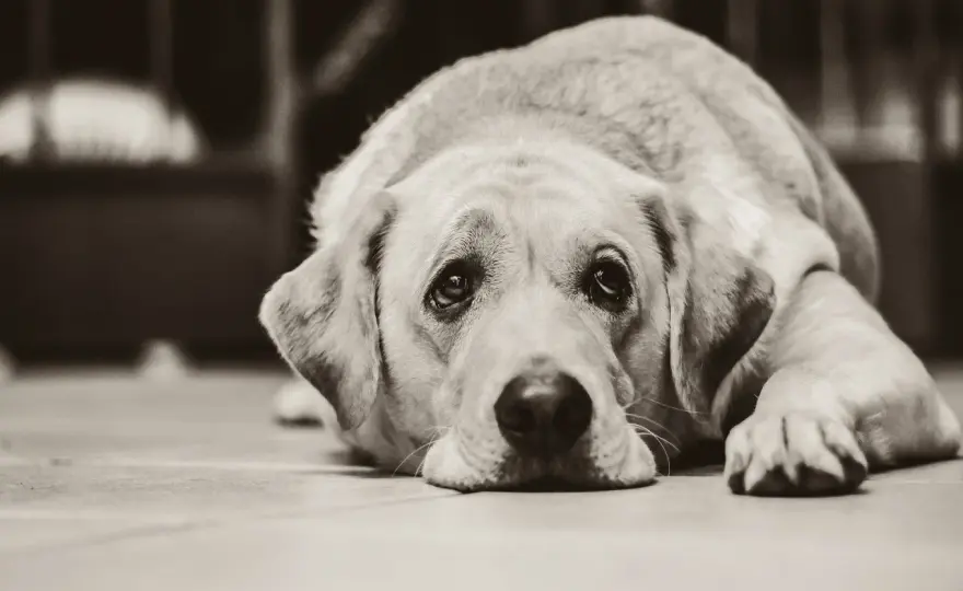 Dolore Articolare Cane - Segnali, Diagnosi e Terapie Efficaci