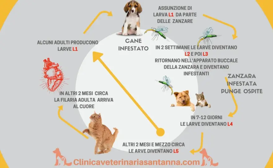 Filariosi cane - Prevenzione e cura efficace: la guida completa