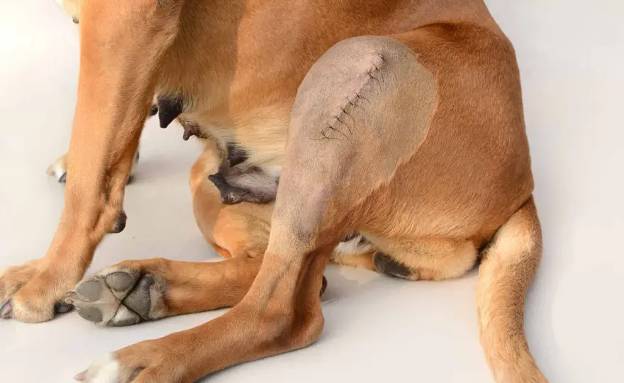 Rottura crociato posteriore cane - Chirurgia o terapia?