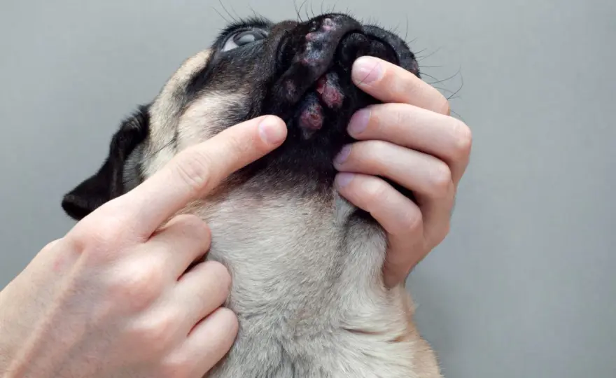 Croste Nere sul Cane - Cause, Cura e Quando dal Veterinario