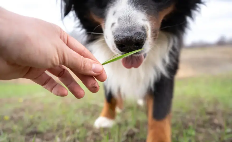 Cane mangia erba - è normale o un problema? La guida completa
