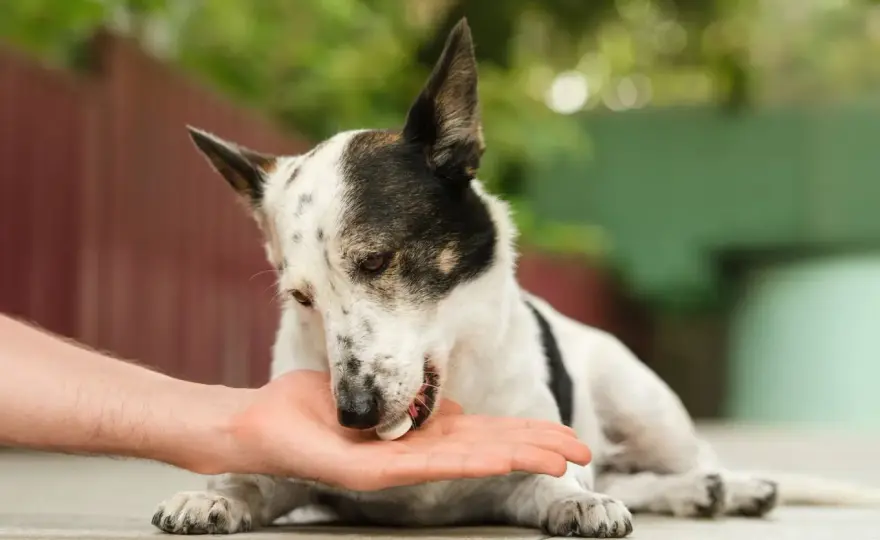 Malattie autoimmuni cane - Sintomi, cura e come aiutarlo