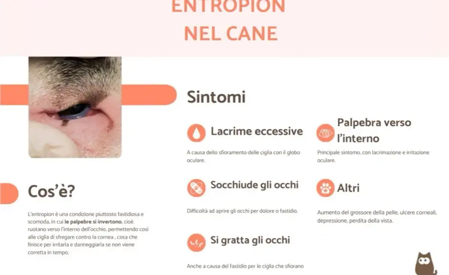 Entropion nel cane - Riconosci e risolvi il problema