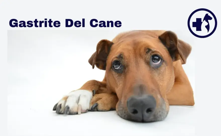 Gastrite cane - Sintomi, cause e cosa fare (subito!)