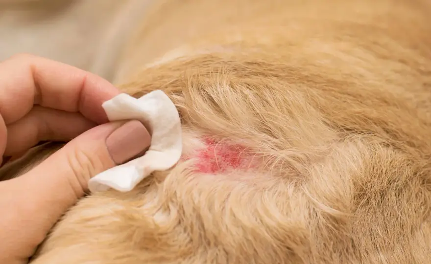 Mosche sul cane? Riconosci la miasi e agisci subito!