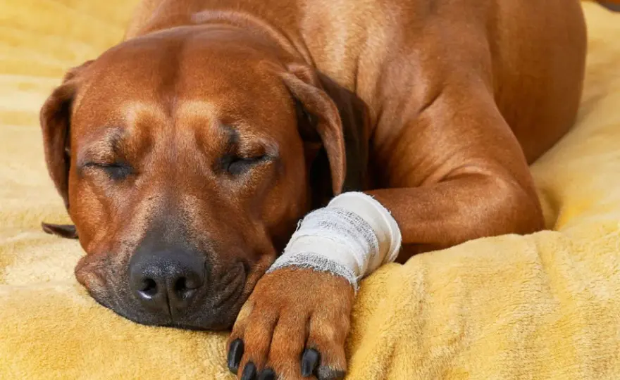 Ferita cane - Tempi di guarigione e cosa fare subito