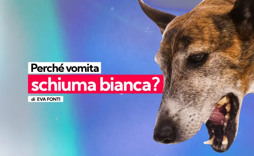 Cane vomita schiuma bianca - Cosa fare e quando preoccuparsi?