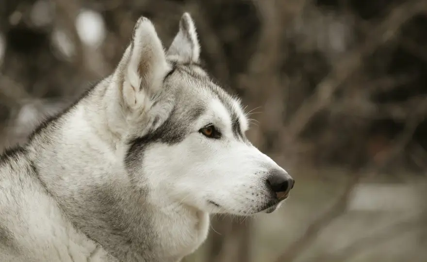 Xilitolo e cani: un pericolo nascosto? Scopri i rischi e cosa fare