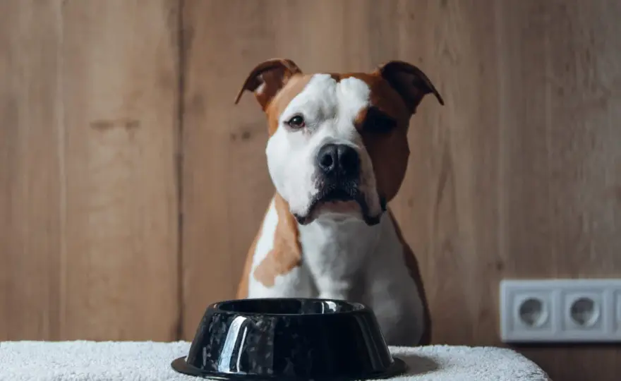 Cane mangia poco ma sta bene? La verità dietro la ciotola