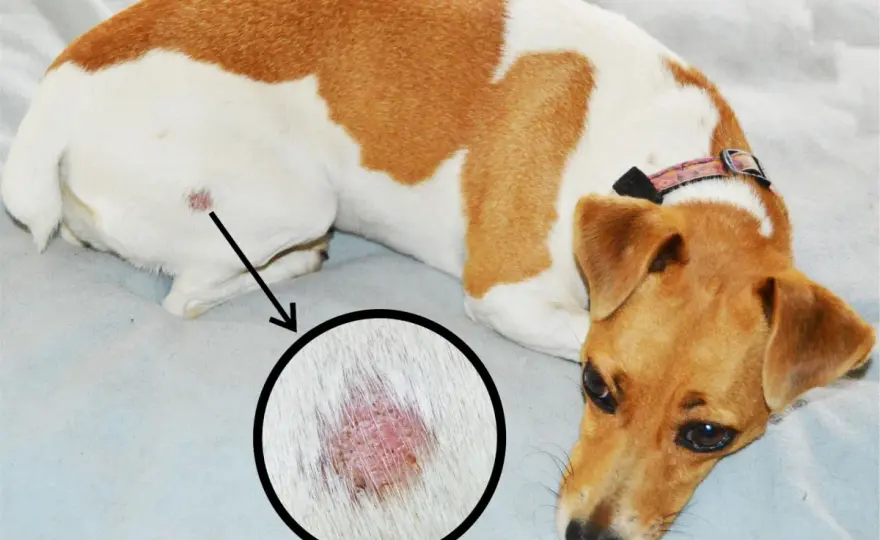 Tigna cane - Riconosci i primi segnali e agisci subito