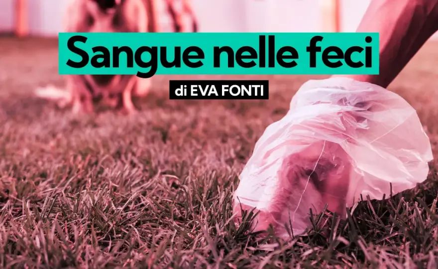 Diarrea nel cane con sangue - Quando preoccuparsi e cosa fare