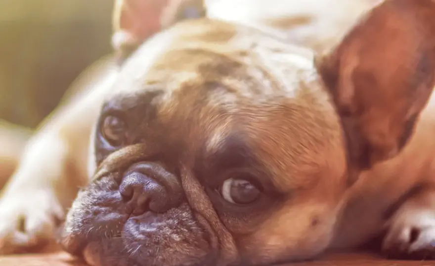 E. coli nel cane - Sintomi, cura e prevenzione efficace