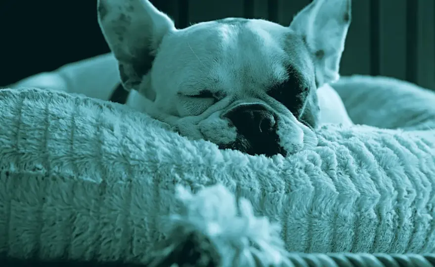 Cane che russa - Quando preoccuparsi e cosa fare?