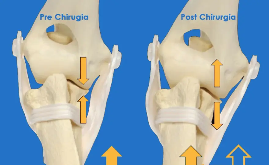 Lussazione gomito cane - Guida completa al recupero