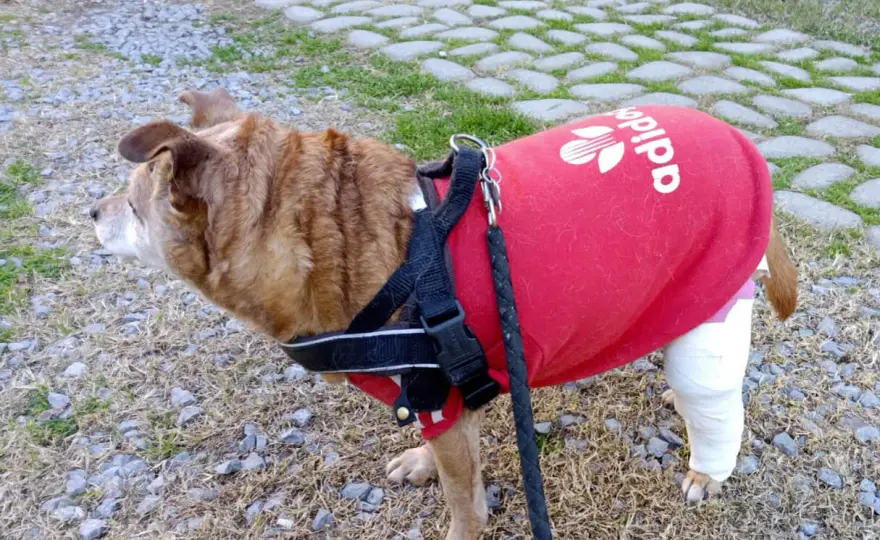 Recupero crociato cane - Guida completa post-intervento