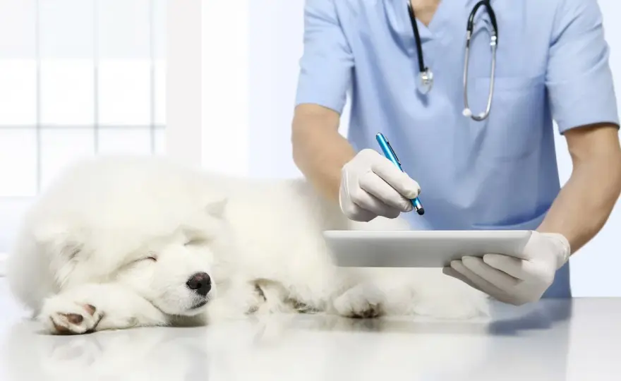 Blocco renale nel cane - Segnali, cause e cosa fare