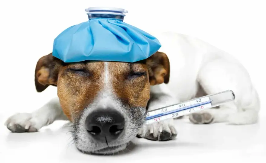 Cane con la febbre? Cosa fare e cosa NON dare!