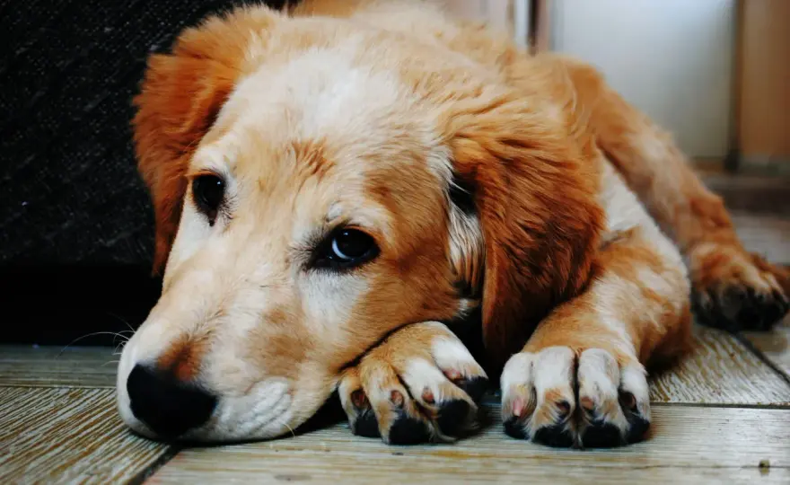 Cane vomita - Cause, cosa fare e quando chiamare il veterinario