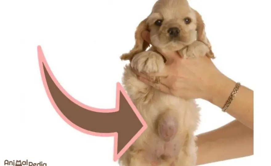 Ernia ombelicale cane - Quando è innocua, quando agire?