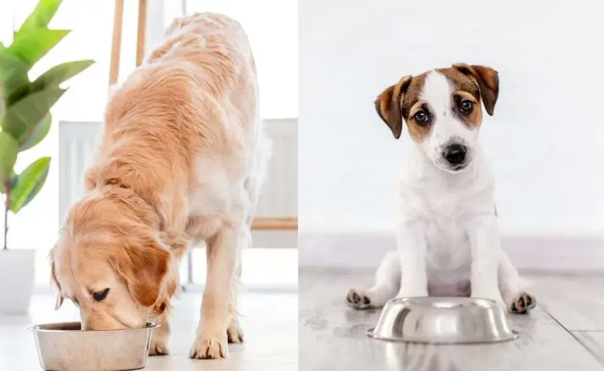 Struvite nel cane - Cura, dieta e prevenzione efficace